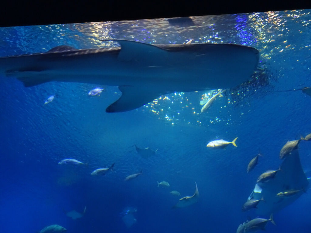 美ら海水族館ジンベイザメ